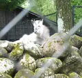 立山博物館の写真_90097