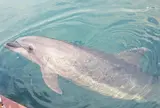 じゃのひれドルフィンファーム