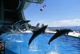 マリンワールド海の中道