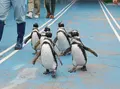 のとじま水族館　の写真_28705