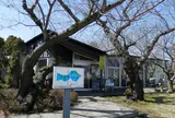 コルセール