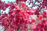 真冬に桜が満開！