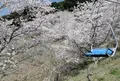 いきいきふれあいランドの写真_897784