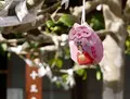 吉祥寺の写真_248141
