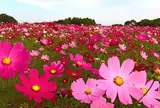 鼻高展望花の丘