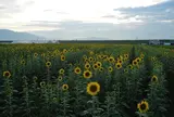 夏はひまわり畑を見つけよう