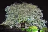 落合の醍醐桜