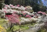 すみよしや「花桃の里」