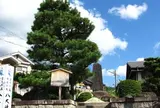 武蔵VS吉岡一門「一乗寺下り松」