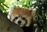 静岡市立日本平動物園