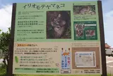西表島