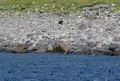 ルシャ湾の写真_214636