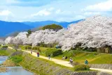 京都 賀茂川 桜