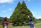 小杉の大杉（トトロの木）