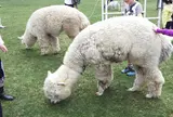 長門牧場