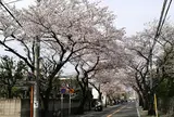 本牧桜道