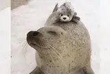 アザラシ シーパラダイス