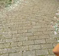 大宮公園の写真_26985