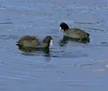 大野貯水池の写真_54182