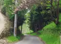 撰原の茶畑の写真_73859