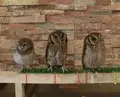 フクロウカフェ LUCKYOWLの写真_74727