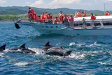 イルカウォッチング