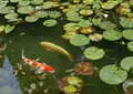 モネの池（名もなき池）の写真_82101