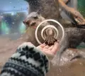 のとじま水族館　の写真_28707