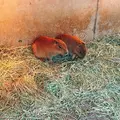 伊豆シャボテン動物公園の写真_342832
