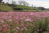 9月　イシックス馬入のお花畑