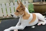 テロミアン【マレーシア】