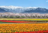 あさひ舟川「春の四重奏」