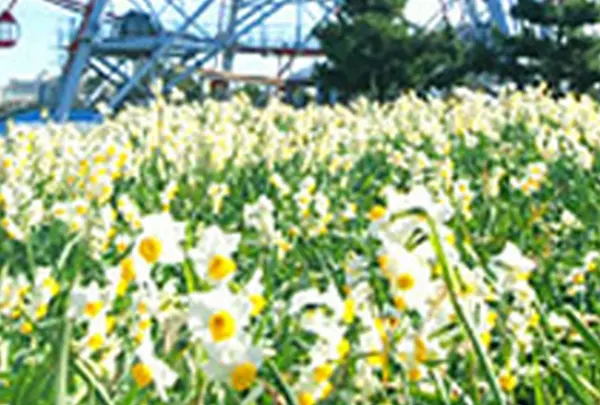 1月　葛西臨海公園　水仙