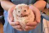 ハリネズミカフェ HARRY