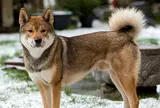 四国犬