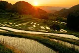 大山千枚田