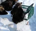 のぼりべつクマ牧場の写真_1273909