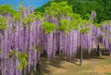 白井大町藤公園
