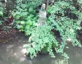 勝持寺の写真_78625