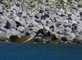 ゴジラ岩観光の写真_213882