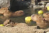 伊豆シャボテン動物公園