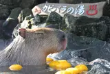 🌵伊豆シャボテン公園