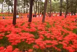9月　巾着田の曼珠沙華