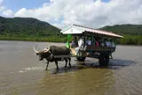 水牛車（由布島）