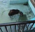 帯広動物園の写真_437226
