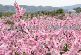桃源郷　和歌山