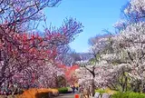 2月　府中市郷土の森博物館　蝋梅