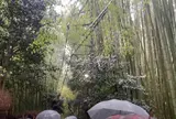 竹林の小径