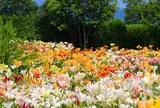 ささやま玉水ゆり・あじさい園