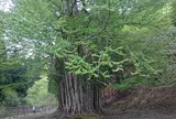 糸井の大カツラ